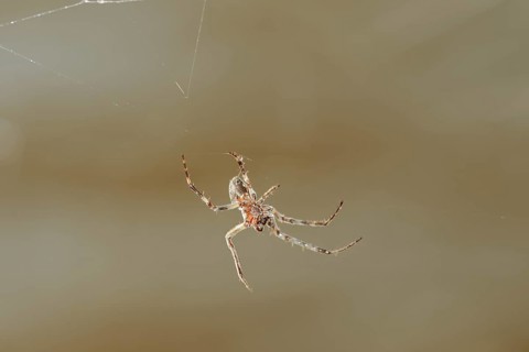 Bridge cross spider or bridge spider (Larinioides sclopetarius) in a web, North Rhine-Westphalia,