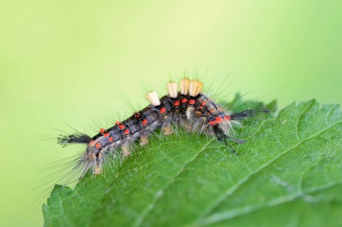 Blackthorn brush moth or small brush moth (Orgyia antiqua), caterpillar, North Rhine-Westphalia,
