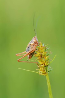 Roesel's bush-cricket (Roeseliana roeselii, Metrioptera roeselii), male, North Rhine-Westphalia,