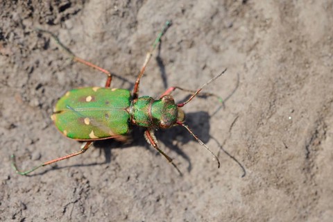 Field sand beetle or field sandpiper (Cicindela campestris), North Rhine-Westphalia, Germany