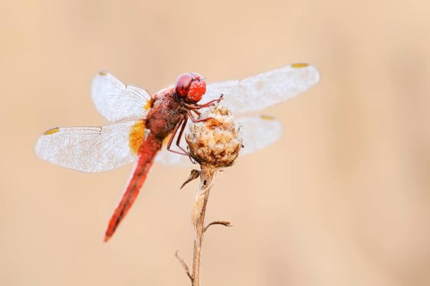 Scarlet Dragonfly (Crocothemis erythraea), male with dewdrops, North Rhine-Westphalia, Germany