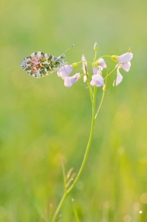 Aurora butterfly (Anthocharis cardamines), male sitting on a flower of meadow foamwort (Cardamine
