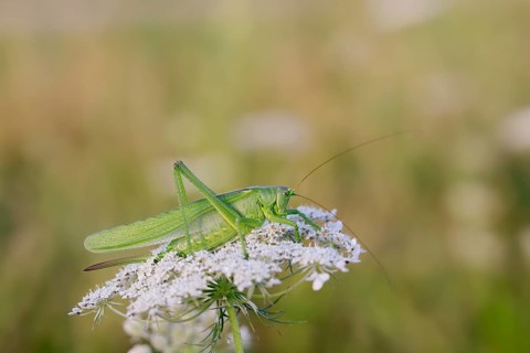 Great green bush cricket (Tettigonia viridissima), female sitting on inflorescence of Wild carrot