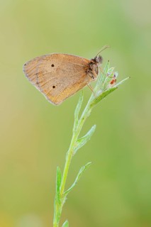 Meadow Brown (Maniola jurtina), North Rhine-Westphalia, Germany