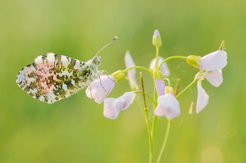 Aurora butterfly (Anthocharis cardamines), male sitting on a flower of meadow foamwort (Cardamine
