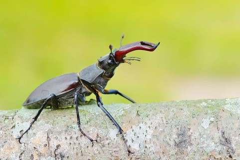 Stag beetle (Lucanus cervus), male, North Rhine-Westphalia, Germany