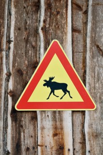 Elk warning sign, Sweden, Scandinavia