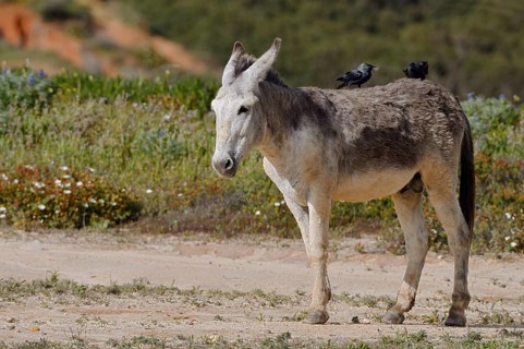 Domestic donkey (Equus asinus asinus) with jackdaws (Corvus monedula, Coloeus monedula) on its
