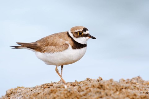 Little Ringed Plover (Charadrius dubius), North Rhine-Westphalia, Germany