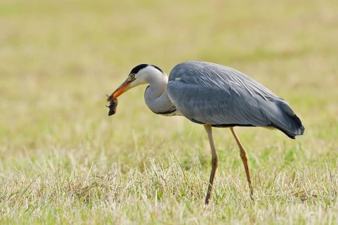 Grey heron (Ardea cinerea) standing in a meadow with a preyed mouse, North Rhine-Westphalia,
