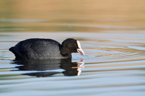 Eurasian Coot or coot rail (Fulica atra), North Rhine-Westphalia, Germany
