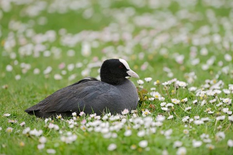Eurasian Coot (Fulica atra) sitting in a meadow with daisies (Bellis perennis), South Holland,