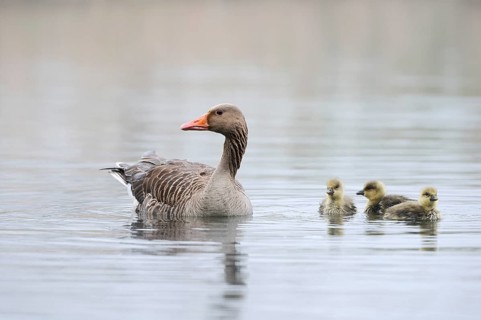 Greylag goose (Anser anser), swimming with chicks on a pond, North Rhine-Westphalia, Germany