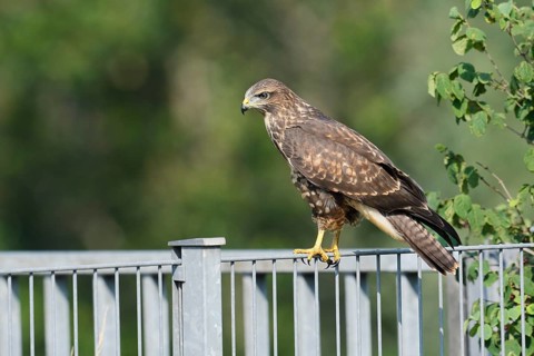 Common buzzard (Buteo buteo) sitting on a metal fence, North Rhine-Westphalia, Germany
