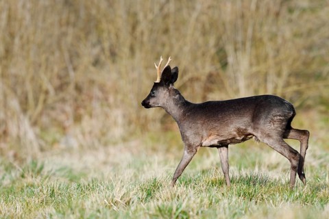 European roe deer (Capreolus capreolus), black roebuck, Lower Saxony, Germany