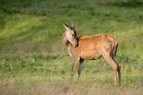 Red deer (Cervus elaphus), doe standing in a meadow, North Rhine-Westphalia, Germany