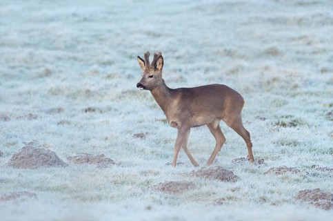 European roe deer (Capreolus capreolus), roebuck in a meadow with hoarfrost, North