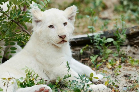 White lion (Panthera leo), young, captive, occurrence in Africa