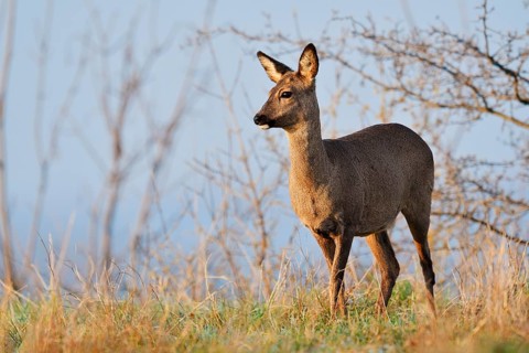 European roe deer (Capreolus capreolus), doe, North Rhine-Westphalia, Germany