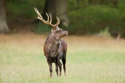 Sika deer (Cervus nippon) in autumn, Sauerland, North Rhine-Westphalia, Germany, naturalised