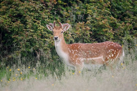 Fallow deer (Dama dama), fallow deer with velvet antlers in spring, Zeeland, Netherlands