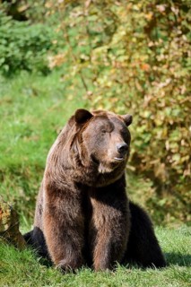 European brown bear (Ursus arctos arctos), captive, Bavaria, Germany