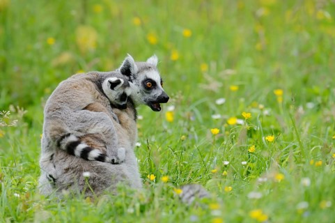 Catta (Lemur catta), female with young, captive, occurring in Madagascar