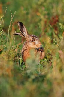 European hare (Lepus europaeus), young animal, North Rhine-Westphalia, Germany