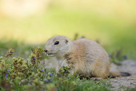 Black-tailed prairie dog (Cynomys ludovicianus), young animal, North America