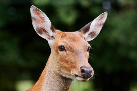 Dybowski deer or Dybowski sika deer (Cervus hortulorum, Cervus nippon hortulorum), female,