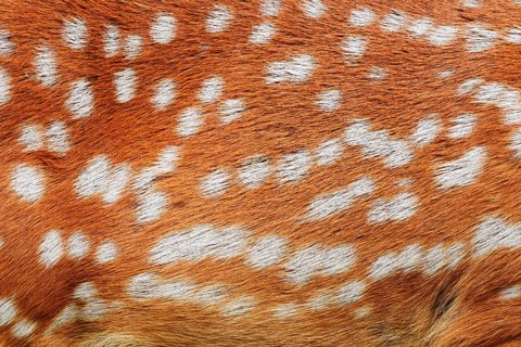 Dybowski deer or Dybowski sika deer (Cervus hortulorum, Cervus nippon hortulorum), fur detail,