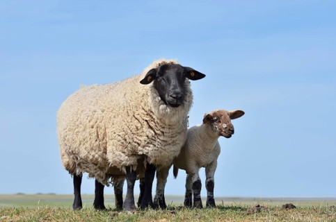 German black-headed meat sheep or black-headed sheep (Ovis orientalis aries) with lamb,