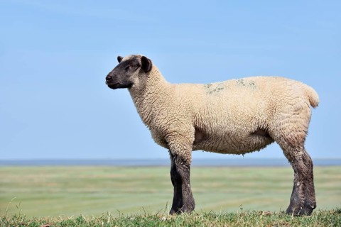 German black-headed meat sheep or black-headed sheep (Ovis orientalis aries), lamb,