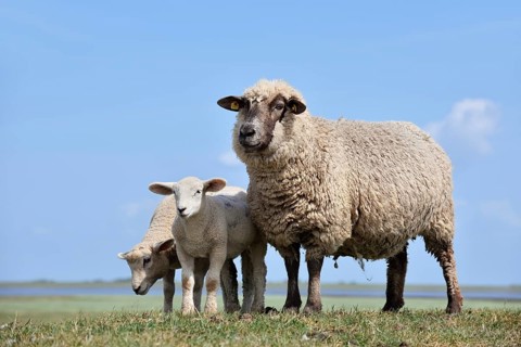 Domestic sheep (Ovis orientalis aries), female with lambs, Schleswig-Holstein, Germany