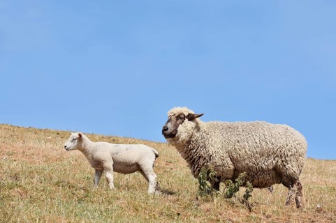Domestic sheep (Ovis orientalis aries) with lamb, Schleswig-Holstein, Germany
