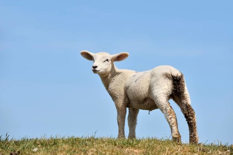 Domestic sheep (Ovis orientalis aries), lamb, Schleswig-Holstein, Germany