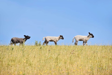 Domestic sheep (Ovis orientalis aries), lambs on a dyke, Schleswig-Holstein, Germany