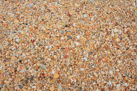 Different mussel shells on the beach, Algarve, Portugal