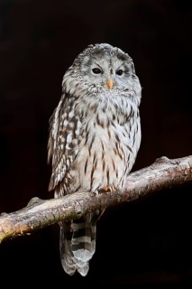 Ural owl (Strix uralensis), Bavarian Forest, Germany