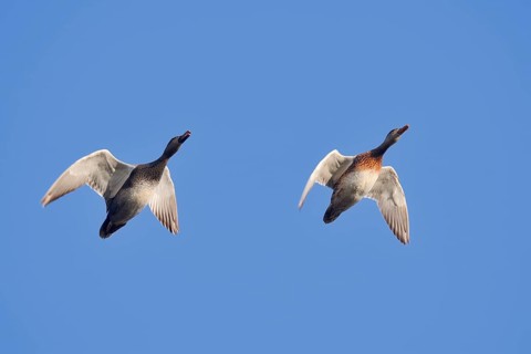 Gadwall (Mareca strepera, Anas strepera), drake and female flying, North Rhine-Westphalia, Germany