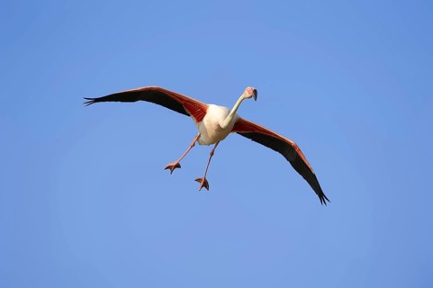 Pink flamingo (Phoenicopterus roseus) flying, Camargue, Provence, southern France