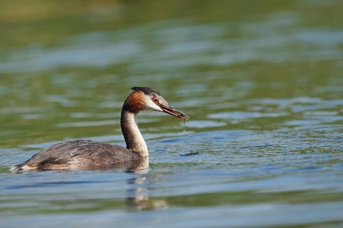 Great Crested Grebe (Podiceps scalloped ribbonfish) with a fish in its beak, North