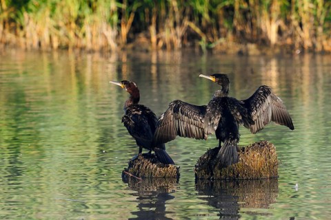 Cormorants (Phalacrocorax carbo) sitting on tree stumps in the water, North Rhine-Westphalia,