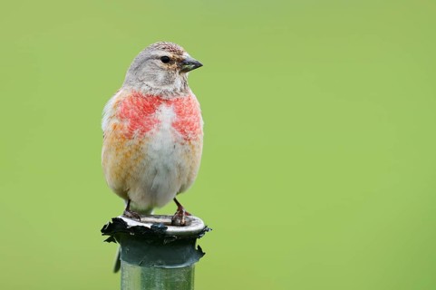 Common linnet (Linaria cannabina, Carduelis cannabina), male, Schleswig-Holstein, Germany
