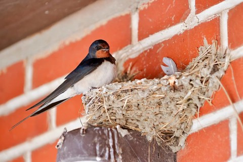 Barn Swallow (Hirundo rustica) at the nest, Schleswig-Holstein, Germany