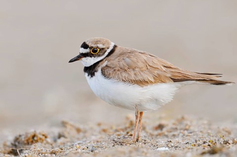 Little Ringed Plover (Charadrius dubius), North Rhine-Westphalia, Germany