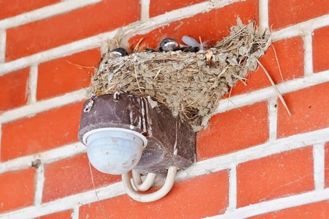 Barn Swallow (Hirundo rustica), chick in nest, Schleswig-Holstein, Germany
