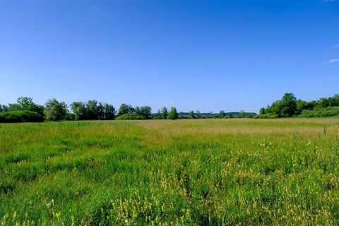 Feuchtwiesen am Uferweg am Chiemsee bei Stock, Prien, Chiemgau, Upper Bavaria, Bavaria, Upper