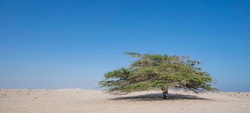 Lonely tree standing alone in barren landscape, Oman