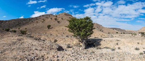 Frankincense trees (Burseraceae) in a barren landscape, Oman